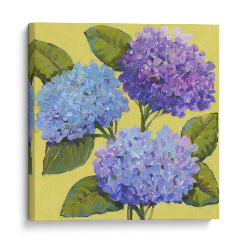 Hortensias De Primavera I - Tim OToole | Cuadro decorativo de Canvas Lab