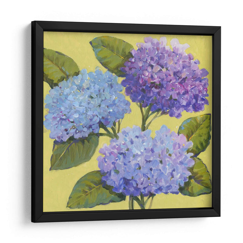 Hortensias De Primavera I - Tim OToole | Cuadro decorativo de Canvas Lab