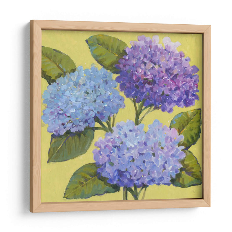 Hortensias De Primavera I - Tim OToole | Cuadro decorativo de Canvas Lab