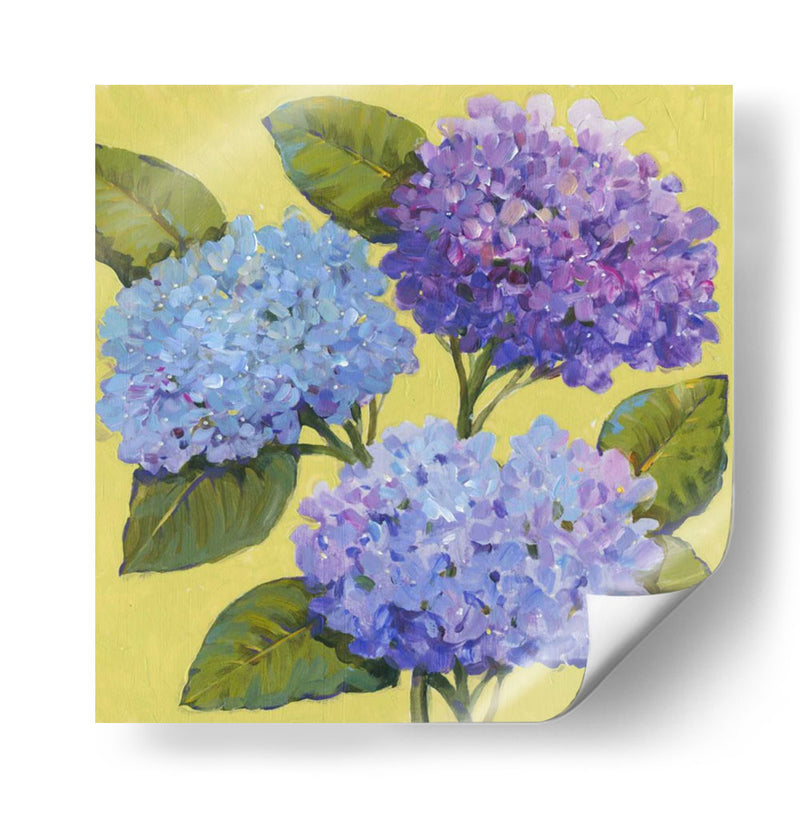 Hortensias De Primavera I - Tim OToole | Cuadro decorativo de Canvas Lab