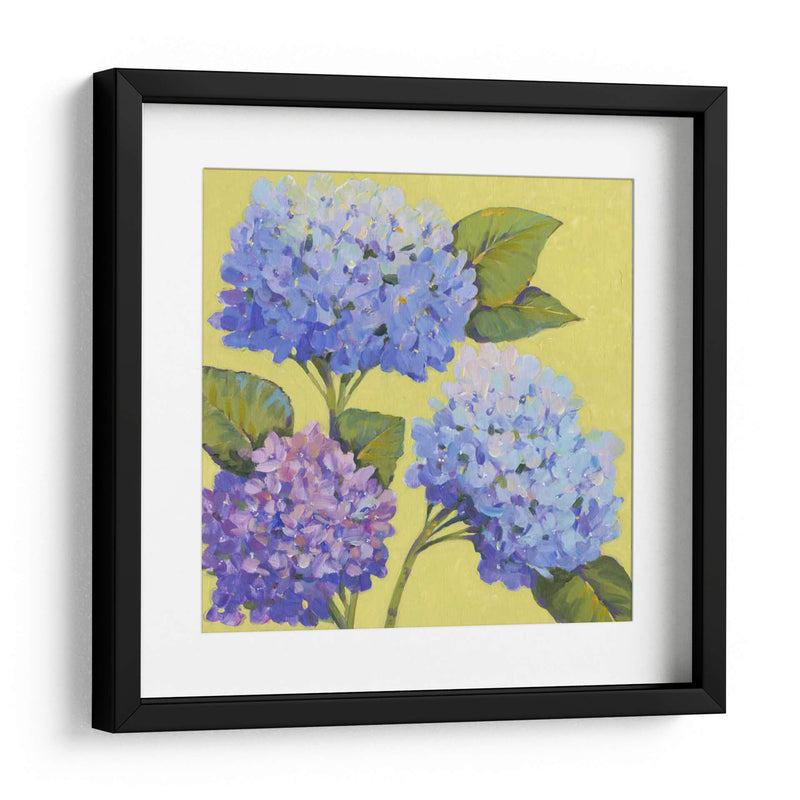 Hortensias De Primavera Ii - Tim OToole | Cuadro decorativo de Canvas Lab