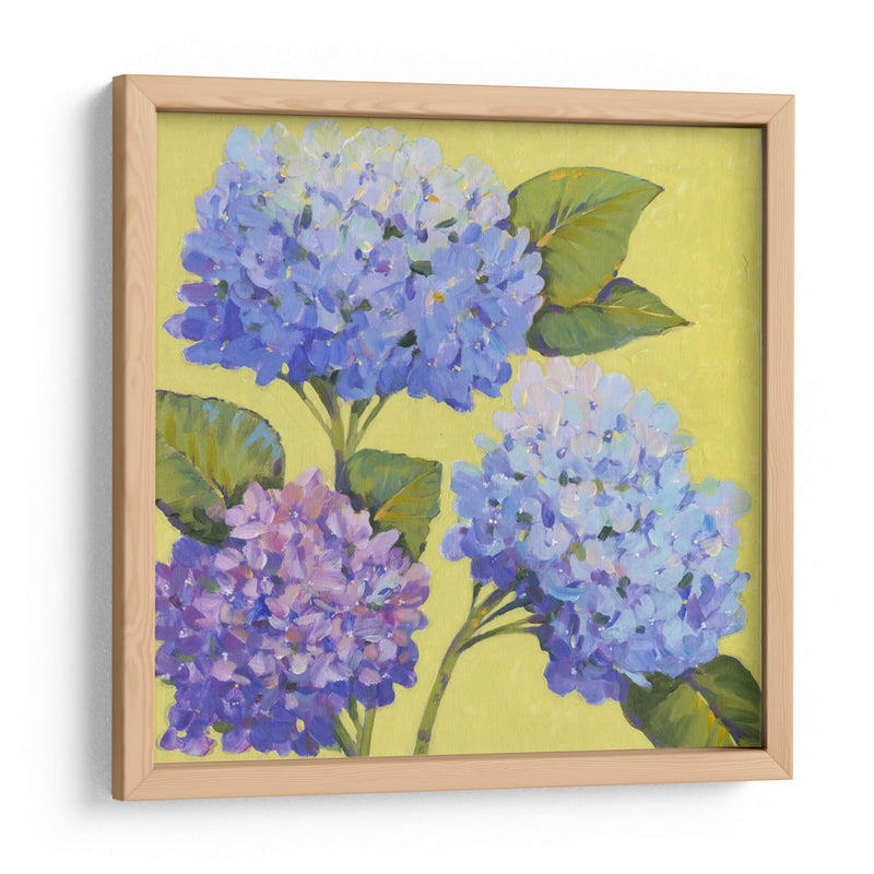 Hortensias De Primavera Ii - Tim OToole | Cuadro decorativo de Canvas Lab