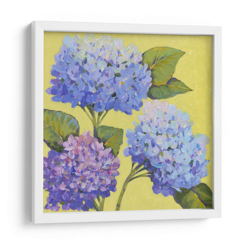 Hortensias De Primavera Ii - Tim OToole | Cuadro decorativo de Canvas Lab