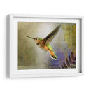 Vuelo Hummer - Chris Vest | Cuadro decorativo de Canvas Lab