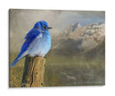 Pájaro Azul De La Montaña - Chris Vest | Cuadro decorativo de Canvas Lab