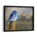 Pájaro Azul De La Montaña - Chris Vest | Cuadro decorativo de Canvas Lab
