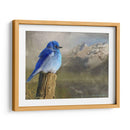 Pájaro Azul De La Montaña - Chris Vest | Cuadro decorativo de Canvas Lab