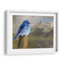 Pájaro Azul De La Montaña - Chris Vest | Cuadro decorativo de Canvas Lab