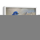 Pájaro Azul De La Montaña - Chris Vest | Cuadro decorativo de Canvas Lab