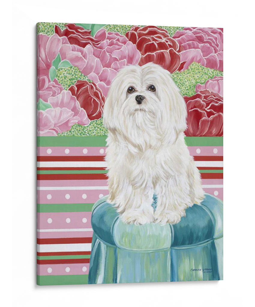 Della Rosa Maltés - Carolee Vitaletti | Cuadro decorativo de Canvas Lab