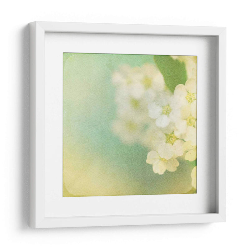 Flores Blancas Ii - Jennifer Jorgensen | Cuadro decorativo de Canvas Lab