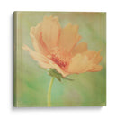 Sueño En Rosa I - Jennifer Jorgensen | Cuadro decorativo de Canvas Lab