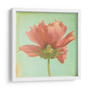 Sueño En Rosa Vii - Jennifer Jorgensen | Cuadro decorativo de Canvas Lab