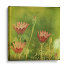 Sueño En Rosa Ix - Jennifer Jorgensen | Cuadro decorativo de Canvas Lab