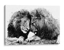 Familia de Leones BnW - Hue Art | Cuadro decorativo de Canvas Lab