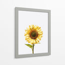 Sunflower Graffiti - David Aste | Cuadro decorativo de Canvas Lab