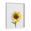 Sunflower Graffiti - David Aste | Cuadro decorativo de Canvas Lab
