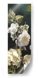 Rosas Blancas Iv - Rick Novak | Cuadro decorativo de Canvas Lab