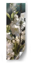 Rosas Blancas V - Rick Novak | Cuadro decorativo de Canvas Lab