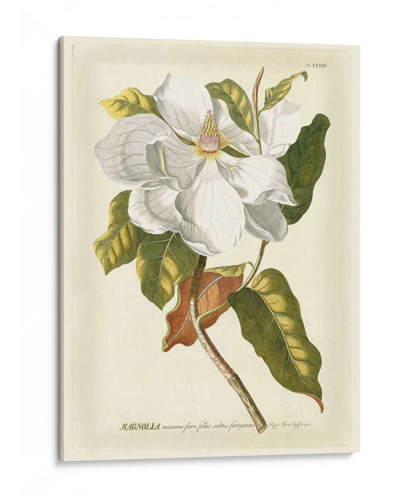 Magníficas Magnolias I - Jacob Trew | Cuadro decorativo de Canvas Lab