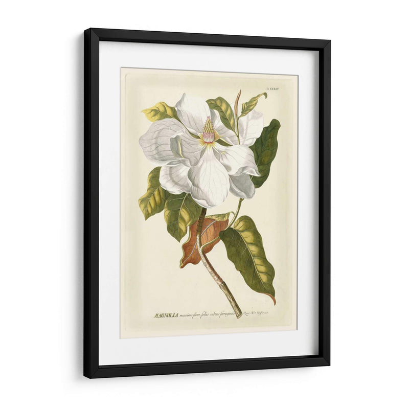 Magníficas Magnolias I - Jacob Trew | Cuadro decorativo de Canvas Lab
