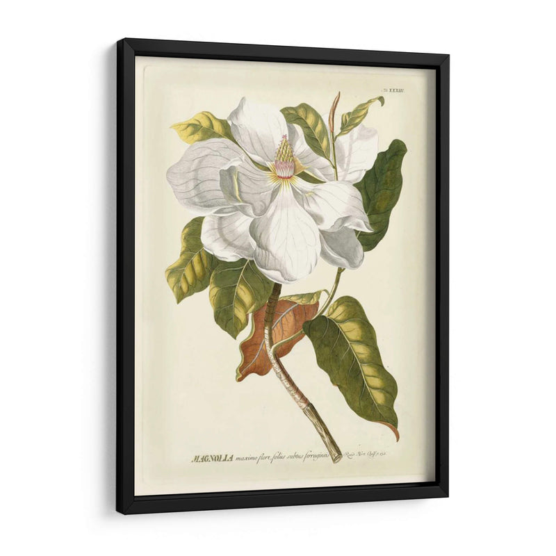 Magníficas Magnolias I - Jacob Trew | Cuadro decorativo de Canvas Lab