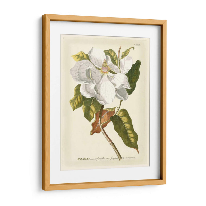 Magníficas Magnolias I - Jacob Trew | Cuadro decorativo de Canvas Lab