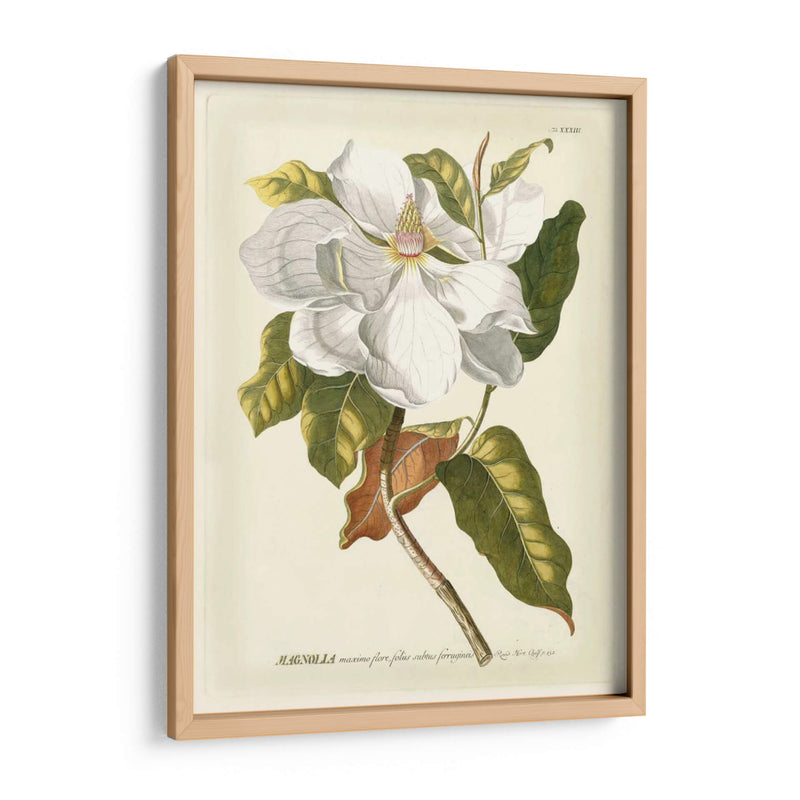 Magníficas Magnolias I - Jacob Trew | Cuadro decorativo de Canvas Lab