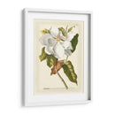 Magníficas Magnolias I - Jacob Trew | Cuadro decorativo de Canvas Lab