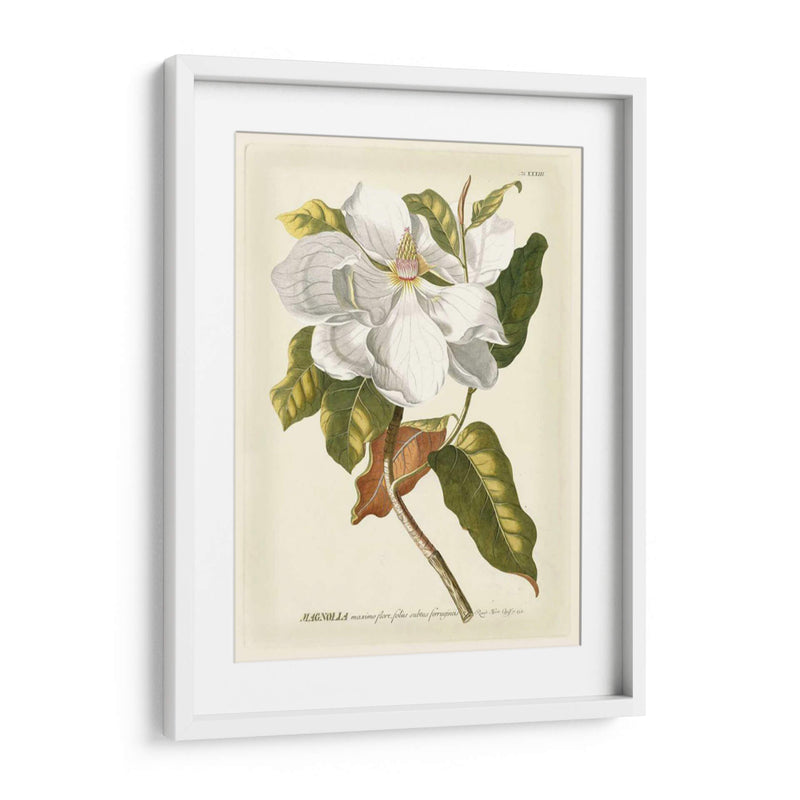 Magníficas Magnolias I - Jacob Trew | Cuadro decorativo de Canvas Lab