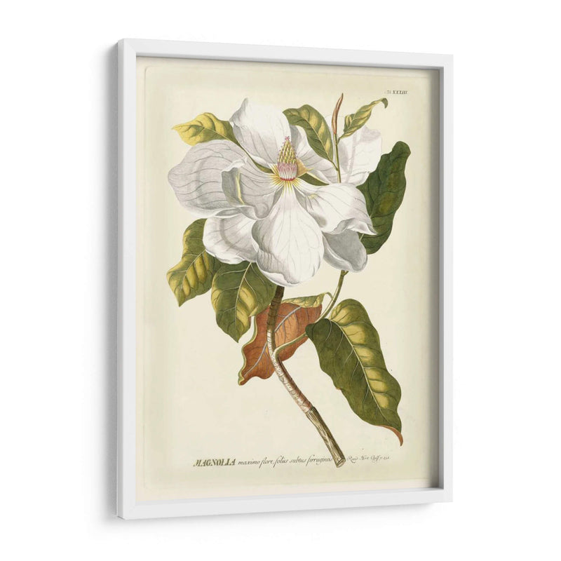 Magníficas Magnolias I - Jacob Trew | Cuadro decorativo de Canvas Lab