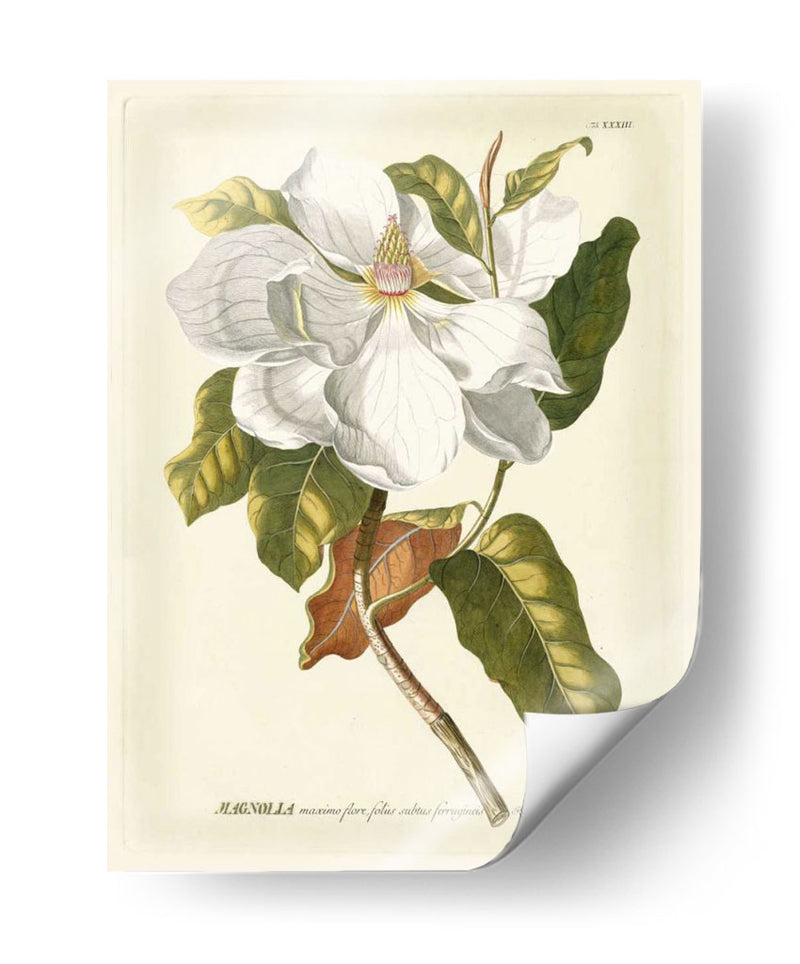 Magníficas Magnolias I - Jacob Trew | Cuadro decorativo de Canvas Lab