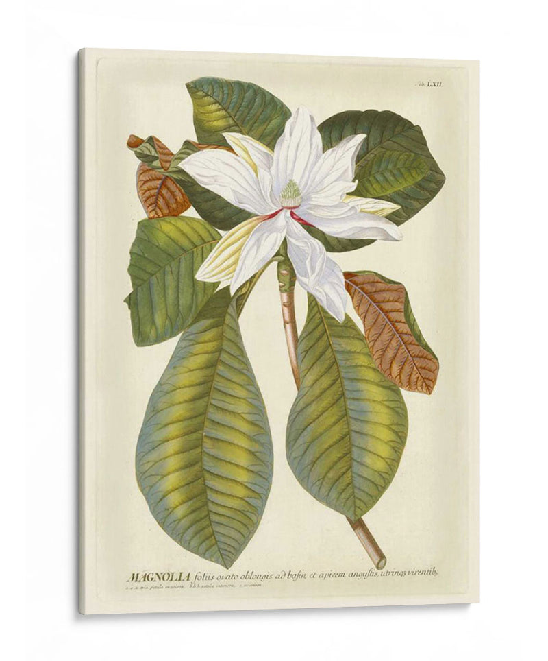 Magníficas Magnolias Ii - Jacob Trew | Cuadro decorativo de Canvas Lab