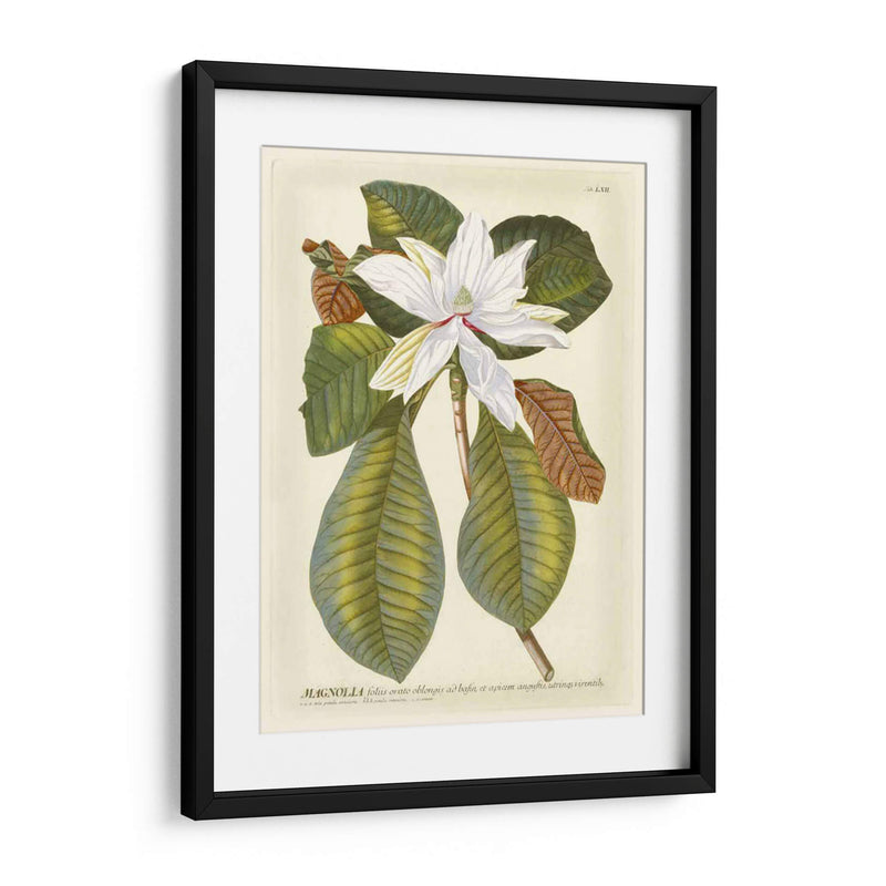 Magníficas Magnolias Ii - Jacob Trew | Cuadro decorativo de Canvas Lab