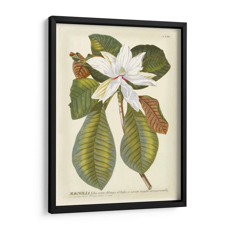 Magníficas Magnolias Ii - Jacob Trew | Cuadro decorativo de Canvas Lab