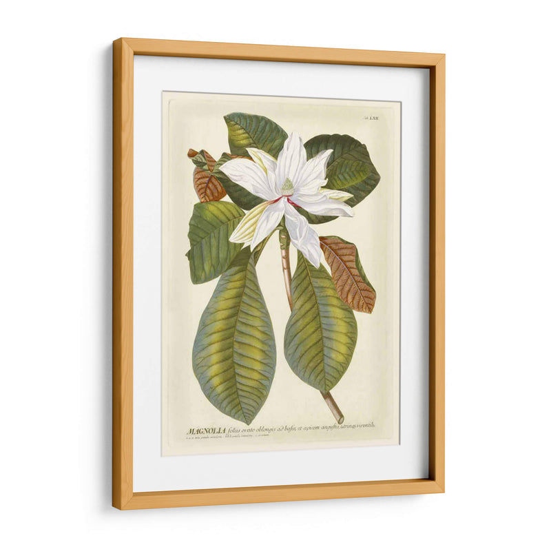 Magníficas Magnolias Ii - Jacob Trew | Cuadro decorativo de Canvas Lab