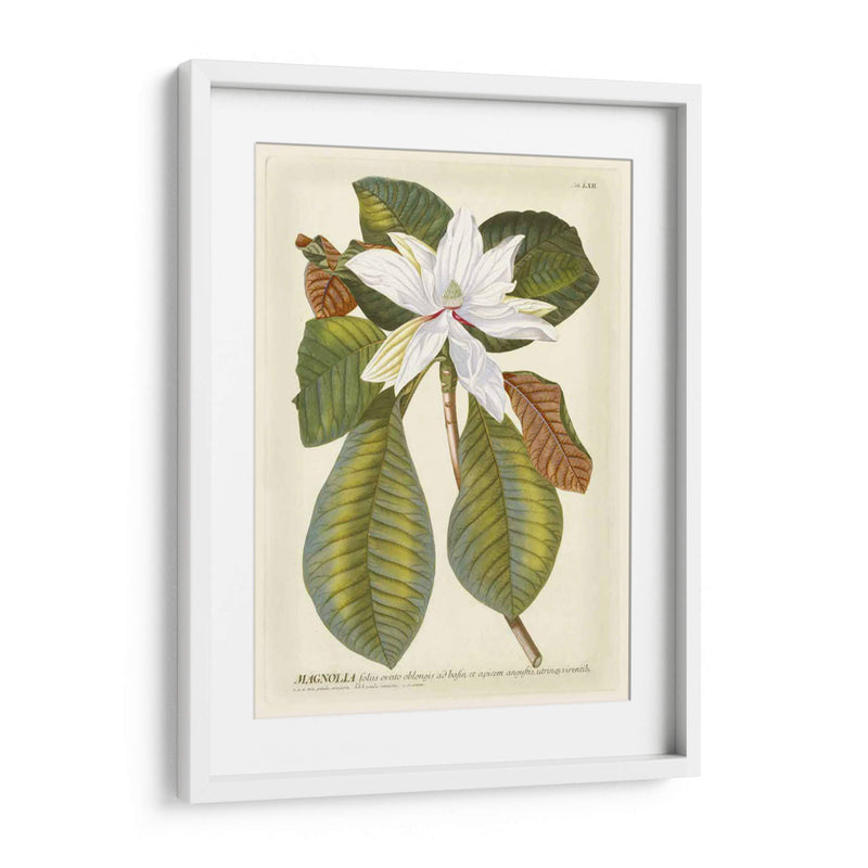 Magníficas Magnolias Ii - Jacob Trew | Cuadro decorativo de Canvas Lab