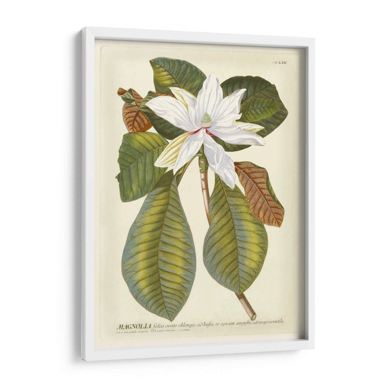 Magníficas Magnolias Ii - Jacob Trew | Cuadro decorativo de Canvas Lab