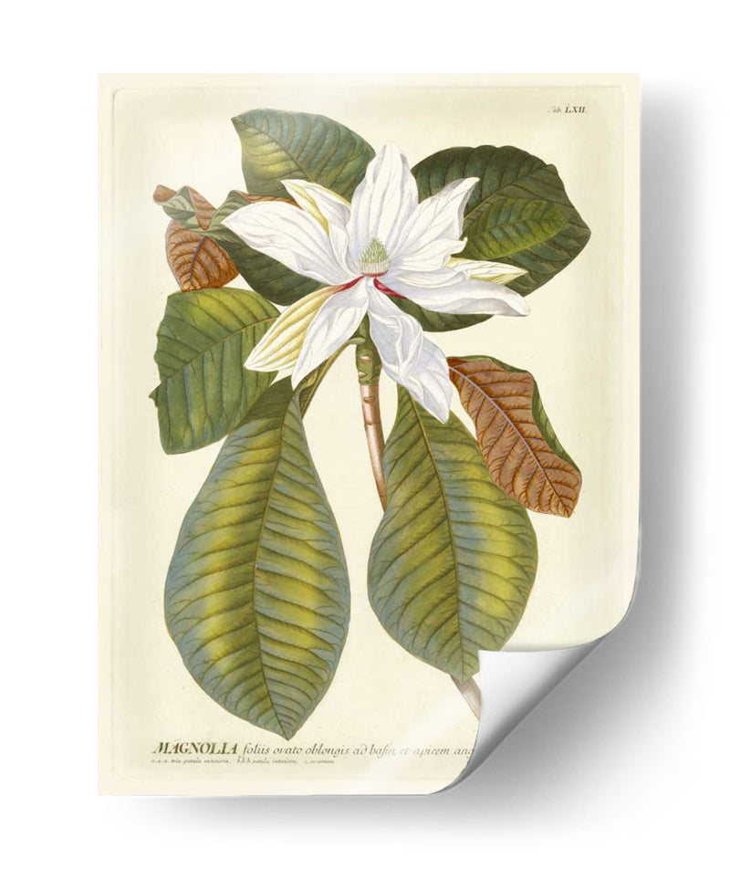 Magníficas Magnolias Ii - Jacob Trew | Cuadro decorativo de Canvas Lab