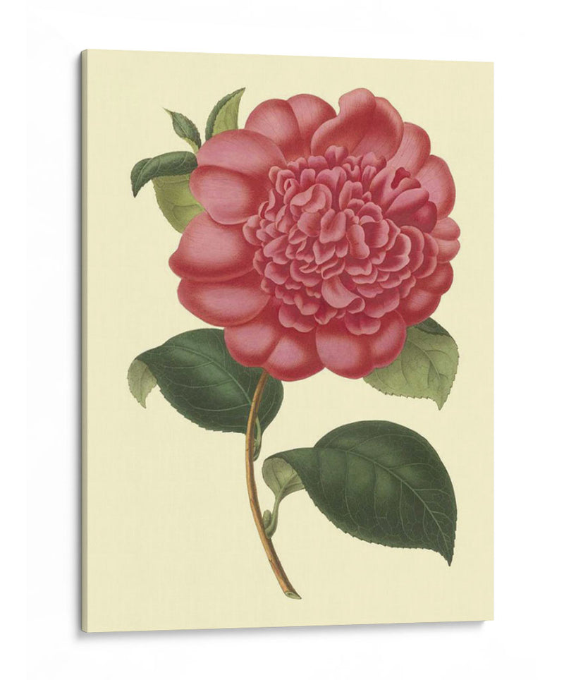 Camelia Garden I - Verschaffelt | Cuadro decorativo de Canvas Lab