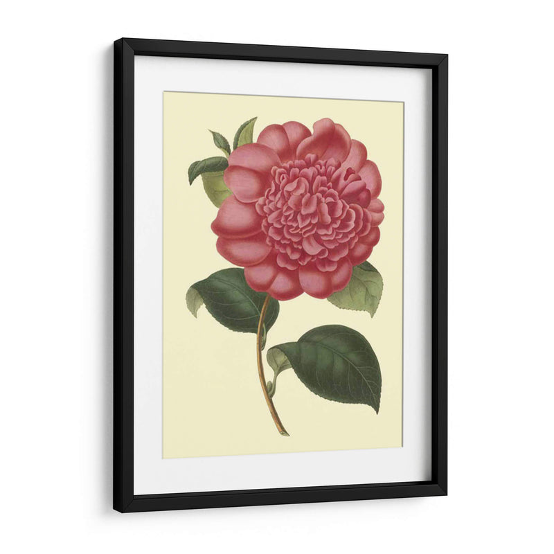 Camelia Garden I - Verschaffelt | Cuadro decorativo de Canvas Lab