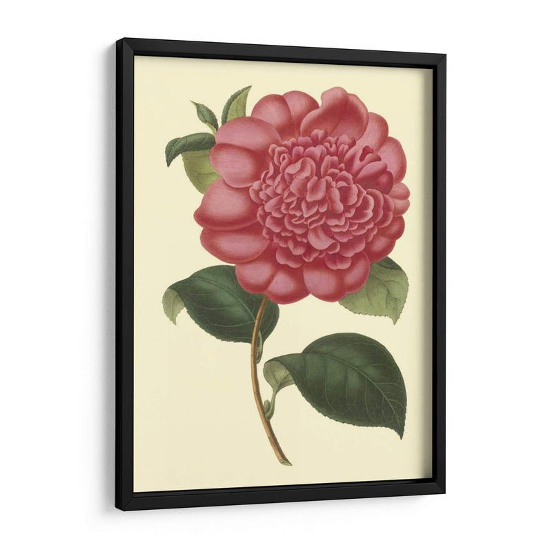 Camelia Garden I - Verschaffelt | Cuadro decorativo de Canvas Lab