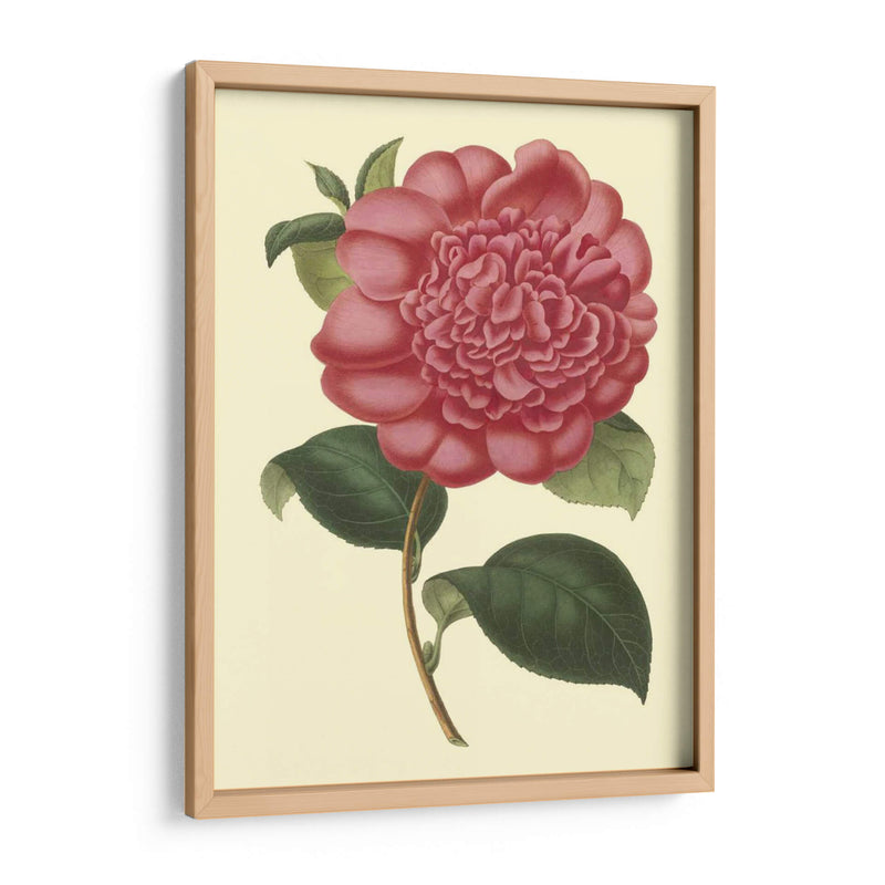 Camelia Garden I - Verschaffelt | Cuadro decorativo de Canvas Lab