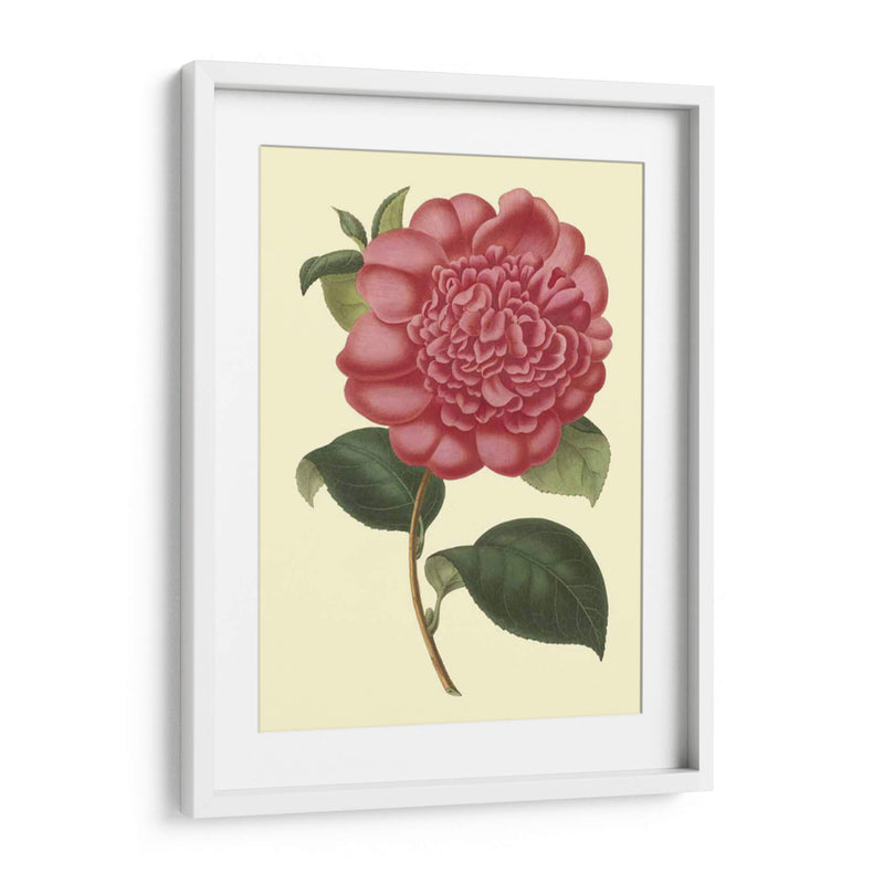 Camelia Garden I - Verschaffelt | Cuadro decorativo de Canvas Lab