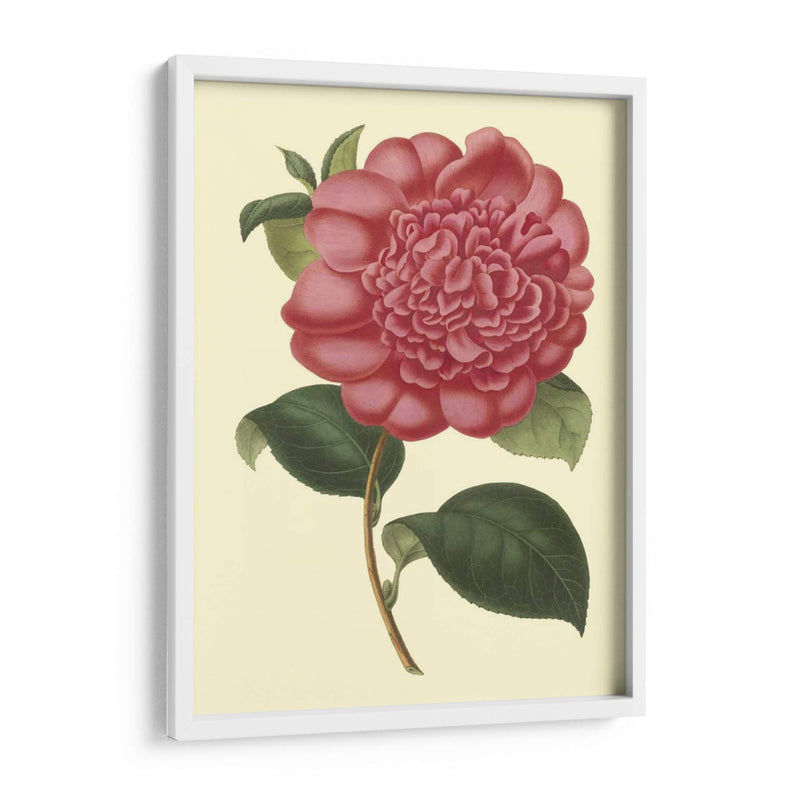 Camelia Garden I - Verschaffelt | Cuadro decorativo de Canvas Lab