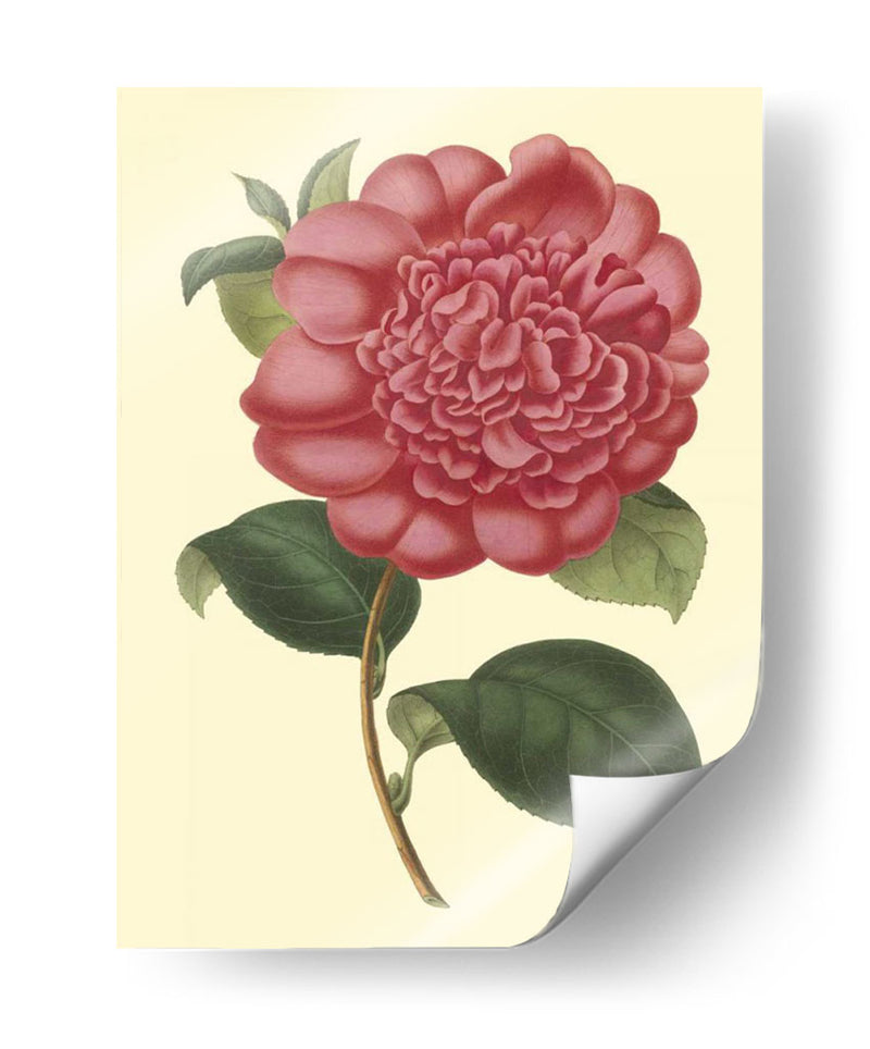 Camelia Garden I - Verschaffelt | Cuadro decorativo de Canvas Lab