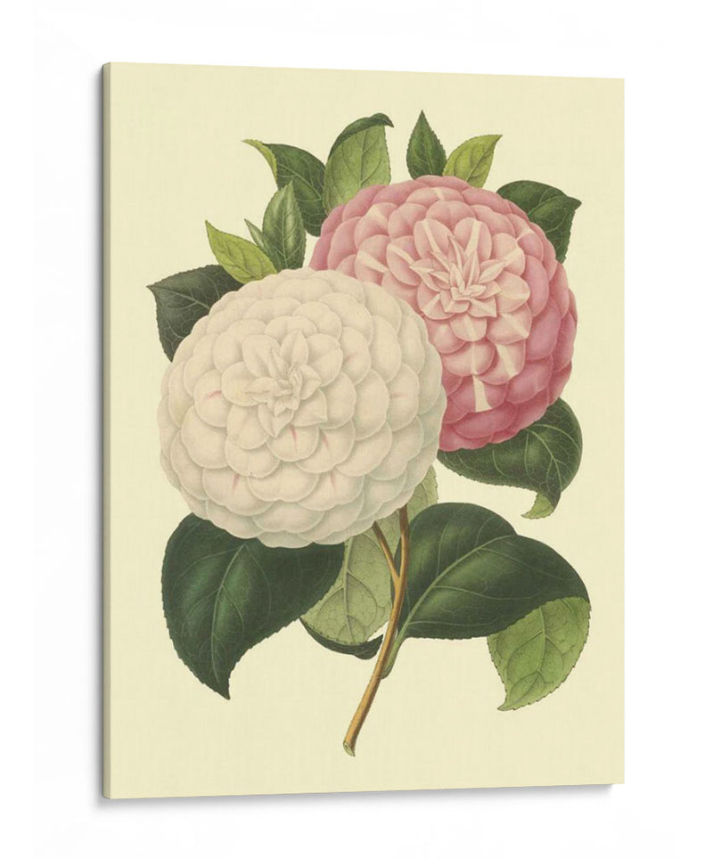 Camellia Garden Iv - Verschaffelt | Cuadro decorativo de Canvas Lab