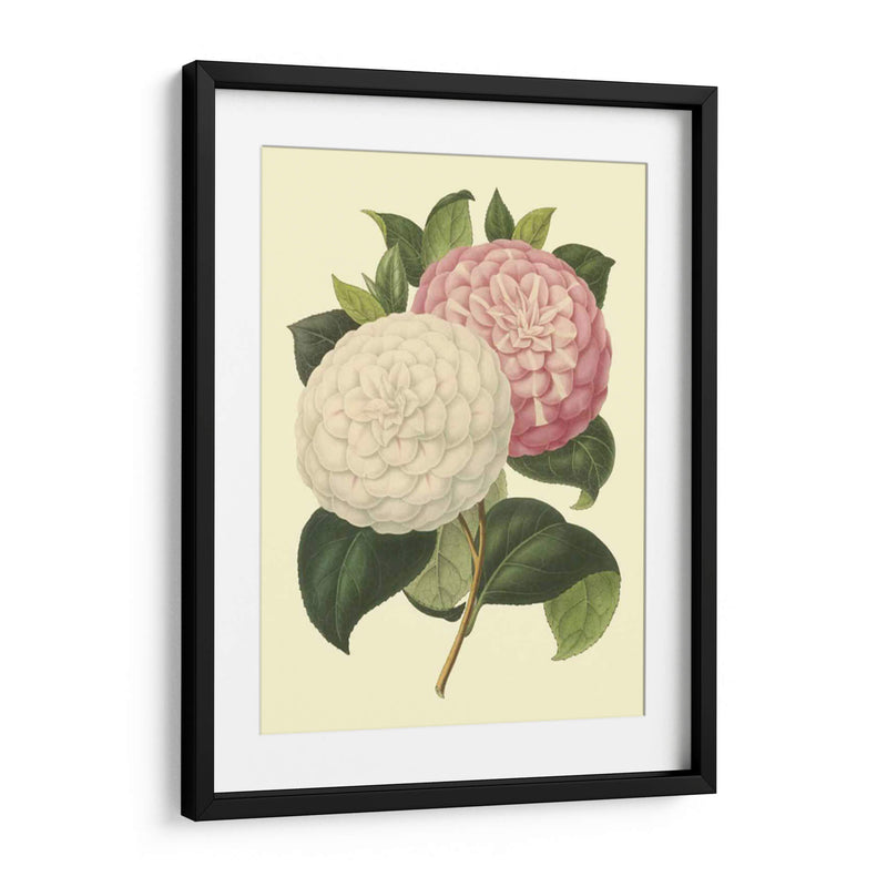 Camellia Garden Iv - Verschaffelt | Cuadro decorativo de Canvas Lab