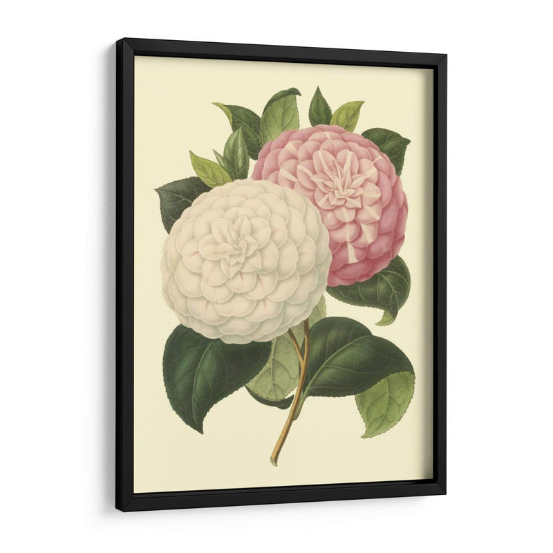 Camellia Garden Iv - Verschaffelt | Cuadro decorativo de Canvas Lab