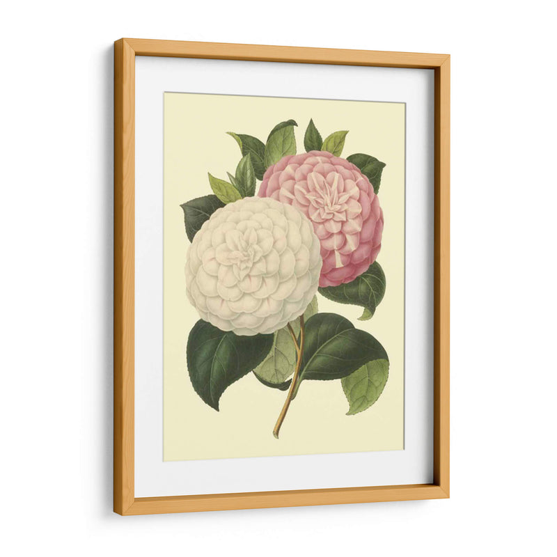 Camellia Garden Iv - Verschaffelt | Cuadro decorativo de Canvas Lab